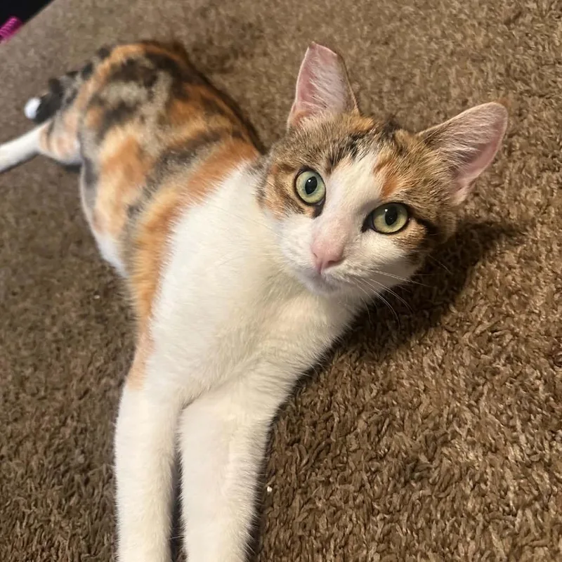 An adult small-sized female Calico Domestic Short Hair cat named Cali for adoption in Escondido, CA
