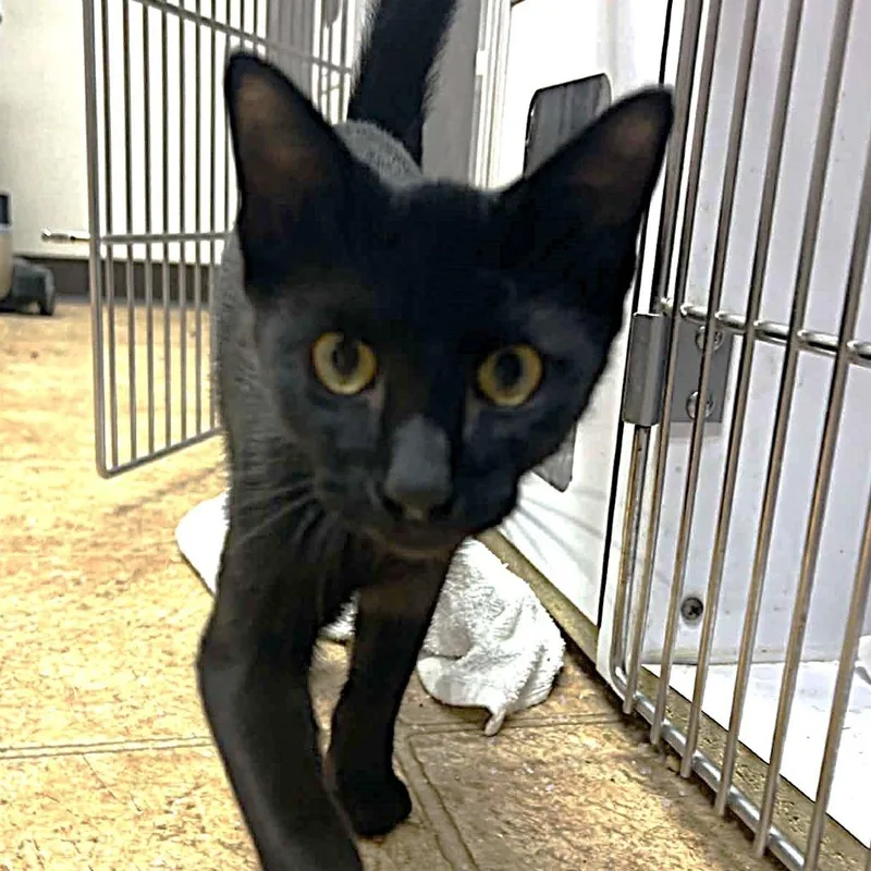 A baby medium-sized male Black Domestic Short Hair cat named Theo for adoption in Tyler, TX