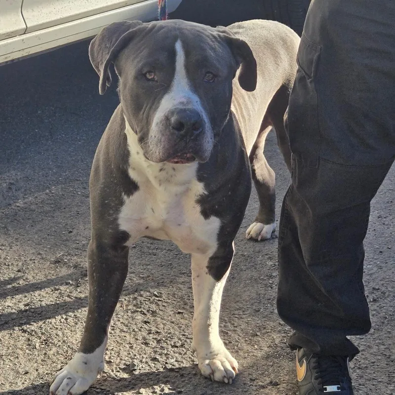 A baby small-sized male Pit Bull Terrier dog named AHNJStray for adoption in Newark, NJ