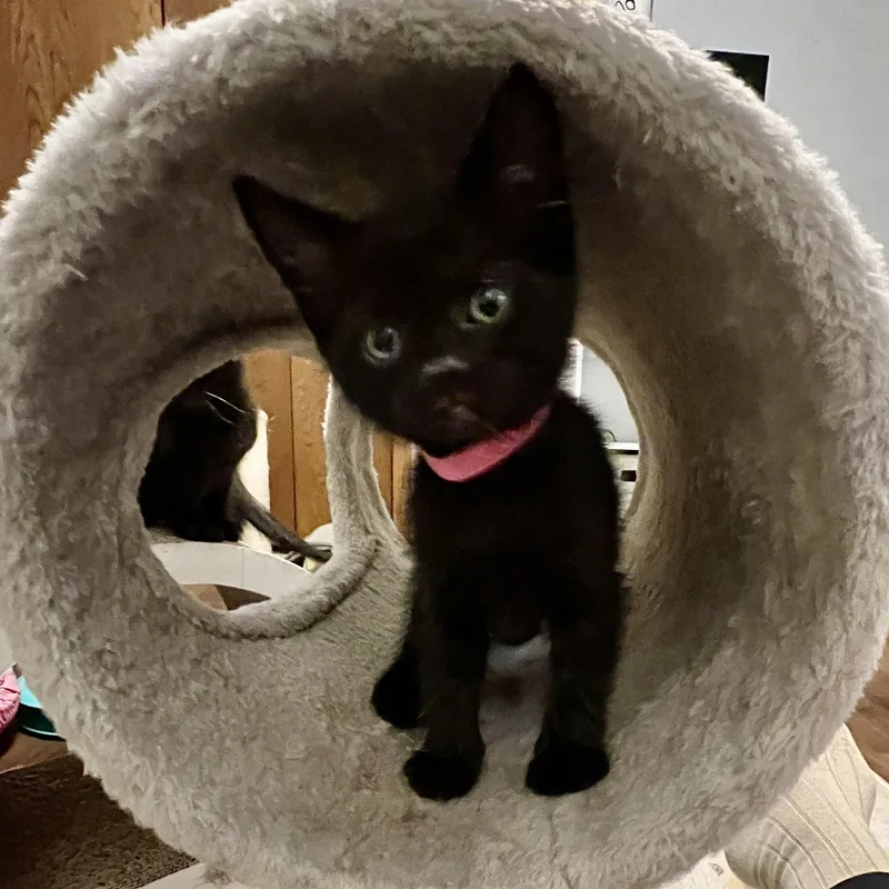 A baby medium-sized female Black Domestic Short Hair cat named Flo for adoption in Jamestown, ND
