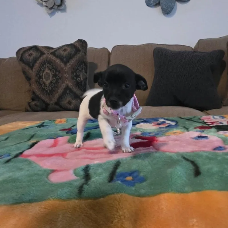 A baby small-sized female Chihuahua dog named Trixie for adoption in Gregory, TX