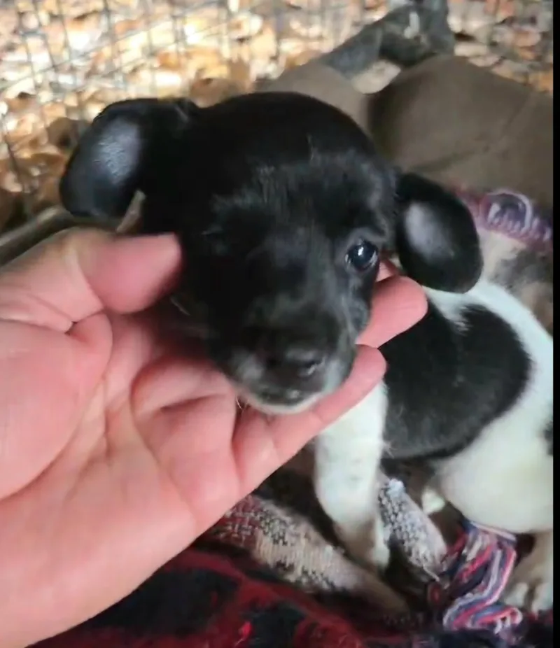 Trixie thumbnail 2