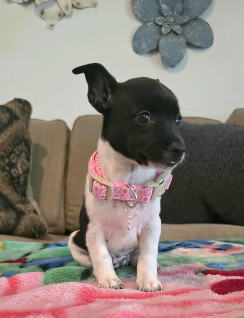 Trixie thumbnail 4