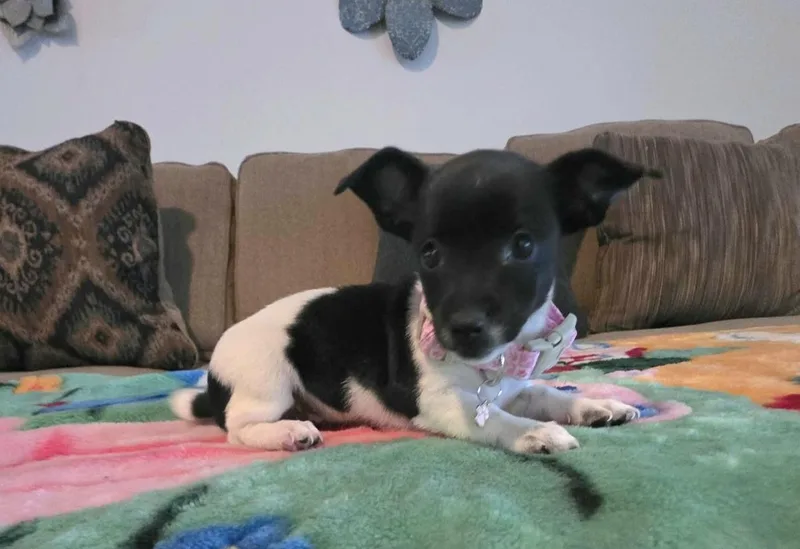 Trixie thumbnail 5