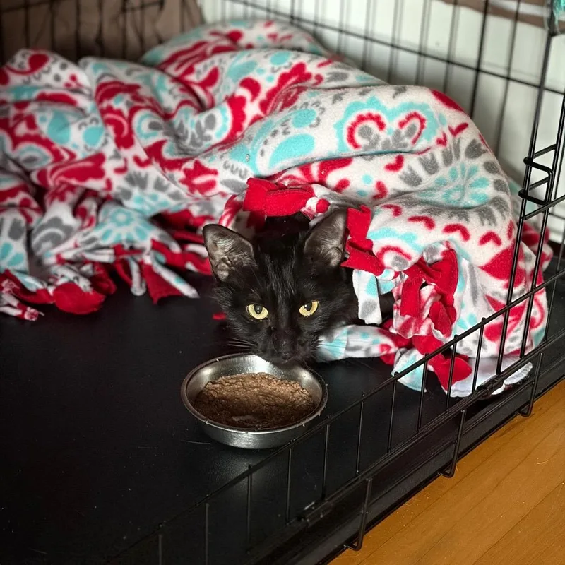 An adult medium-sized female Black Domestic Short Hair cat named Mandarin for adoption in Milwaukee, WI