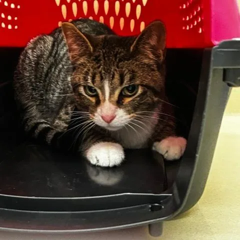 A young medium-sized male Tabby (Buff / Tan / Fawn) Domestic Short Hair cat named Choppurr for adoption in Evanston, IL