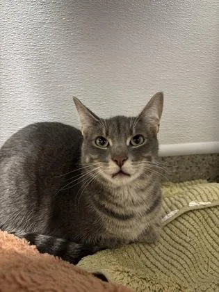 A baby small-sized male Domestic Short Hair cat named Milo for adoption in Fishers, IN
