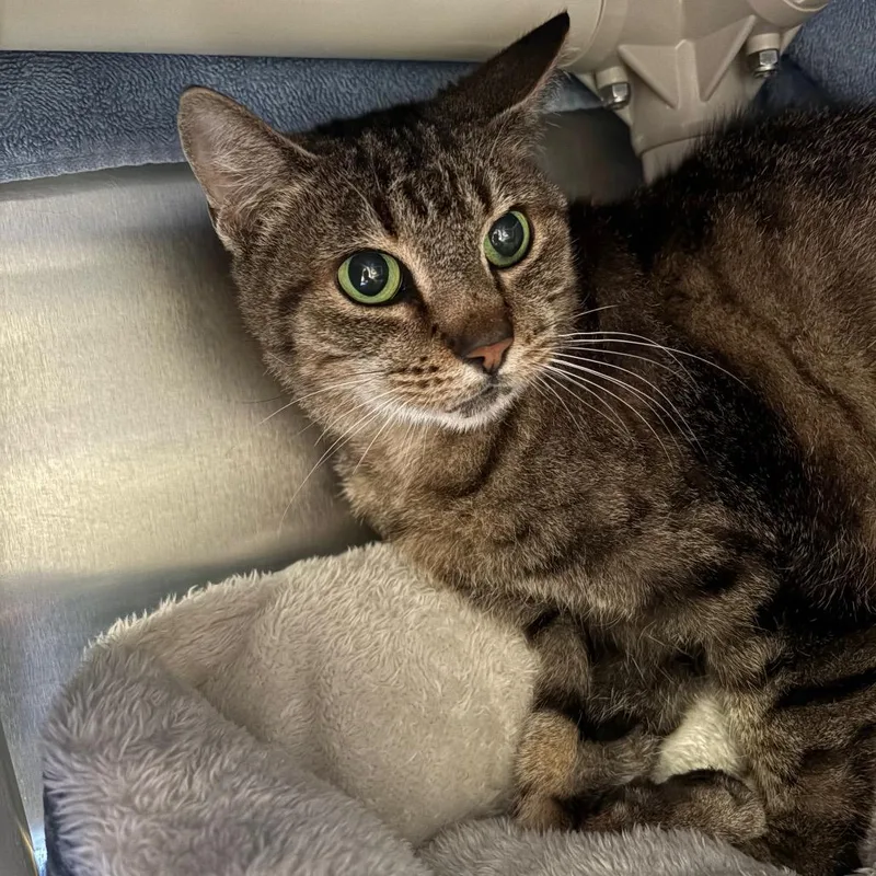 A senior medium-sized female Black Domestic Short Hair cat named Basket for adoption in York, PA