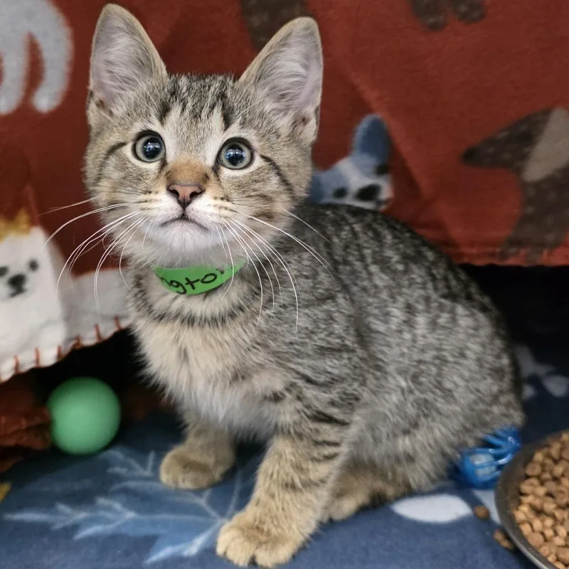 A baby small-sized male Brown / Chocolate Domestic Short Hair cat named Sharkington for adoption in Fort Wayne, IN