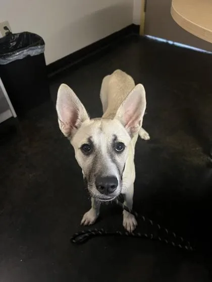 A young large-sized female Mixed Breed dog named Ari Lennox for adoption in Memphis, TN