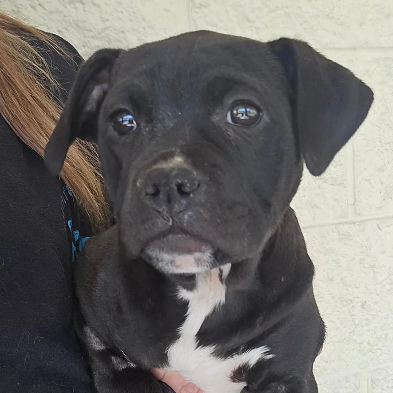 Lamborghini thumbnail 2