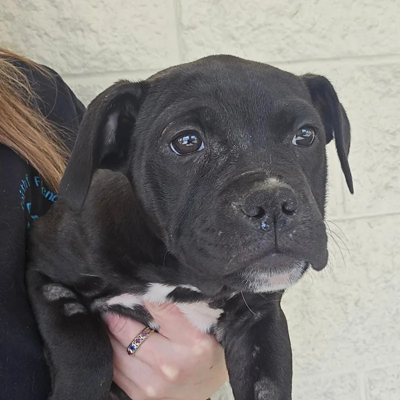 Lamborghini thumbnail 3