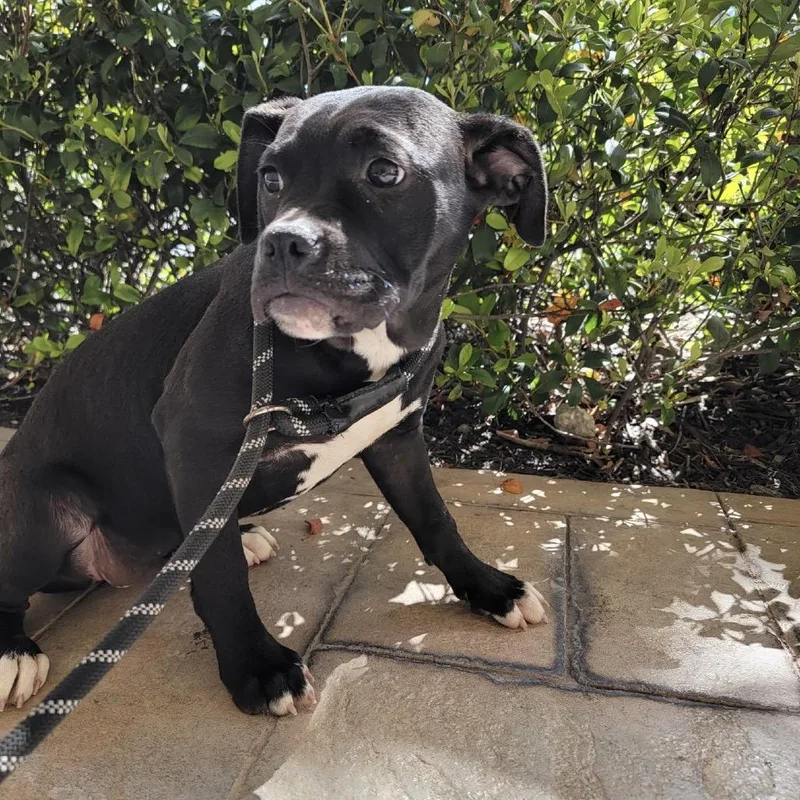 Lamborghini thumbnail 4