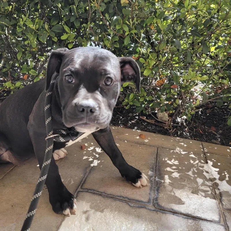 Lamborghini thumbnail 5