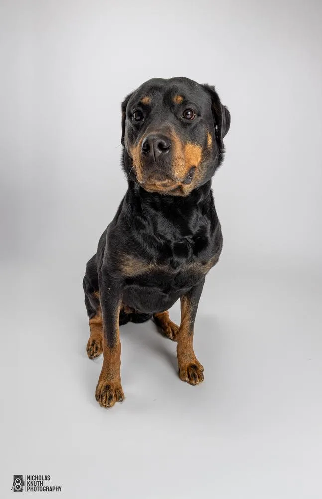An adult large-sized female Brown / Chocolate Rottweiler dog named Lady Godiva for adoption in Palatine, IL