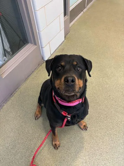 Lady Godiva thumbnail 2