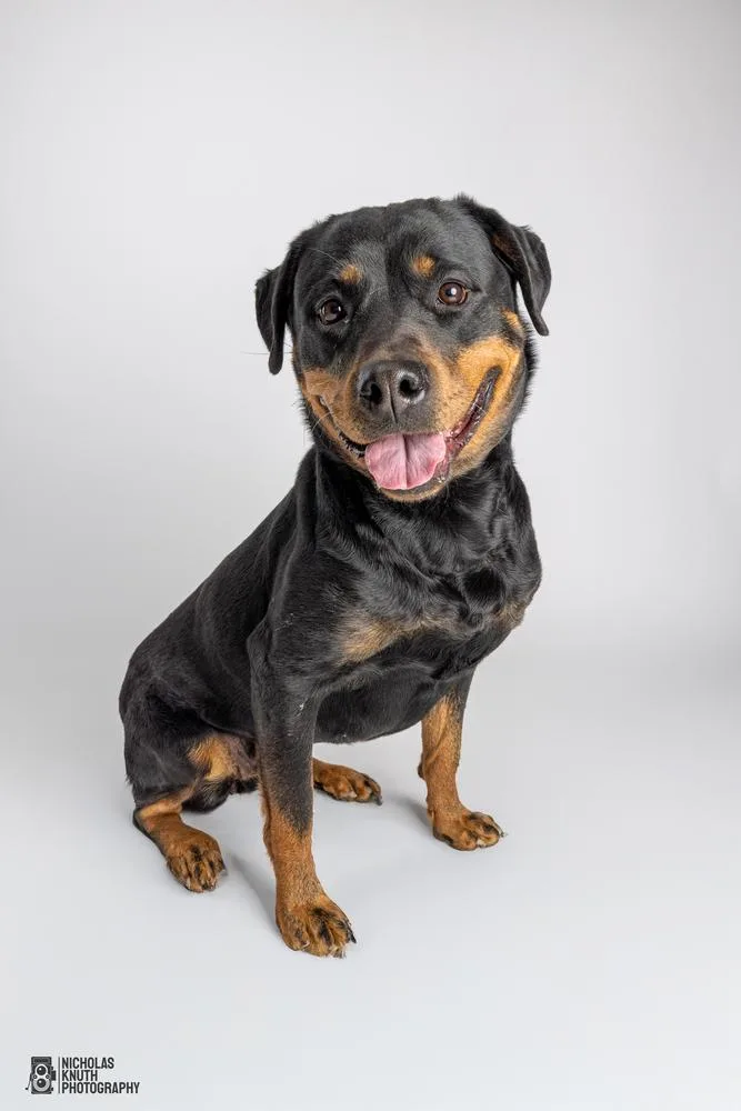 Lady Godiva thumbnail 3