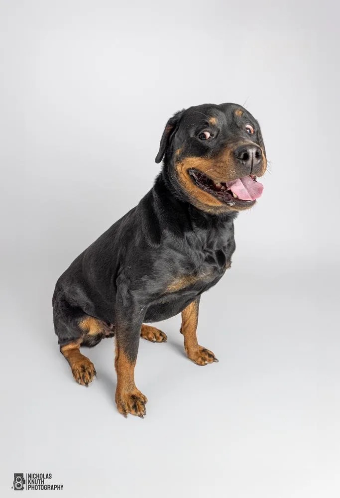 Lady Godiva thumbnail 4