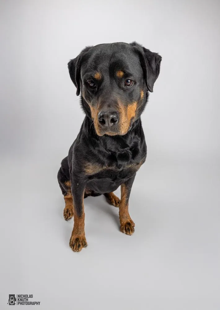 Lady Godiva thumbnail 5