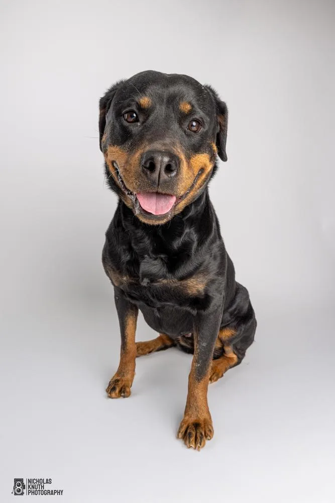 Lady Godiva thumbnail 6