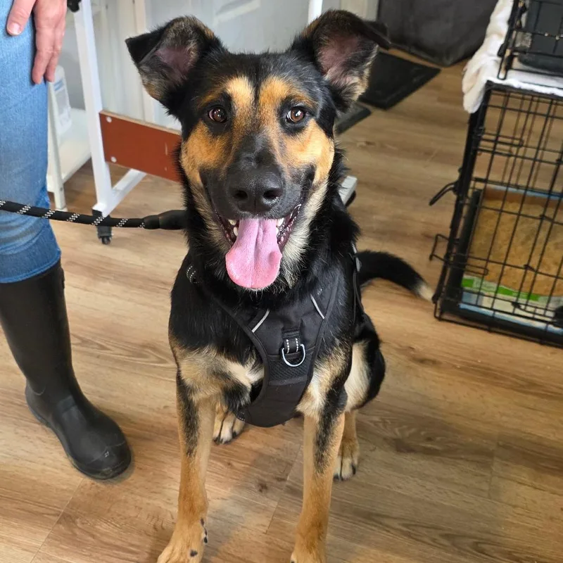 An adult large-sized male Brown / Chocolate German Shepherd Dog dog named Danny for adoption in Chapel Hill, NC