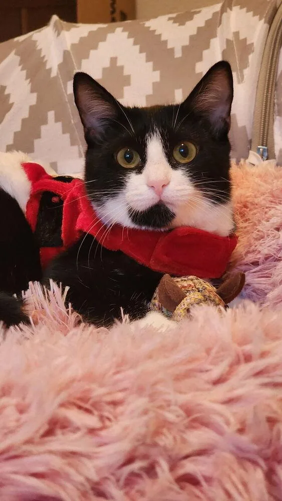 Vaquita Chickpita thumbnail 2