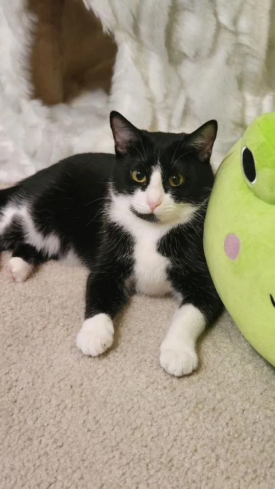 Vaquita Chickpita thumbnail 3