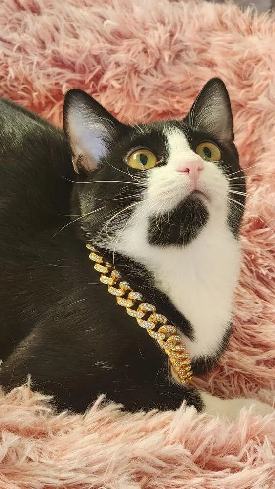 Vaquita Chickpita thumbnail 4