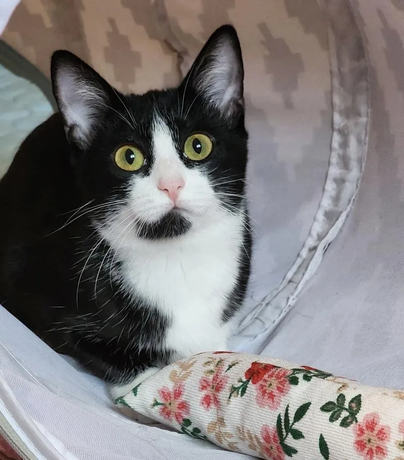 Vaquita Chickpita thumbnail 6