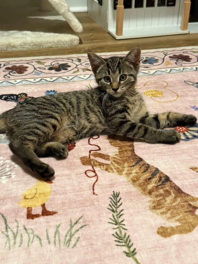 A baby medium-sized male Tabby (Gray / Blue / Silver) Domestic Short Hair cat named Benedict for adoption in Aberdeen, NC