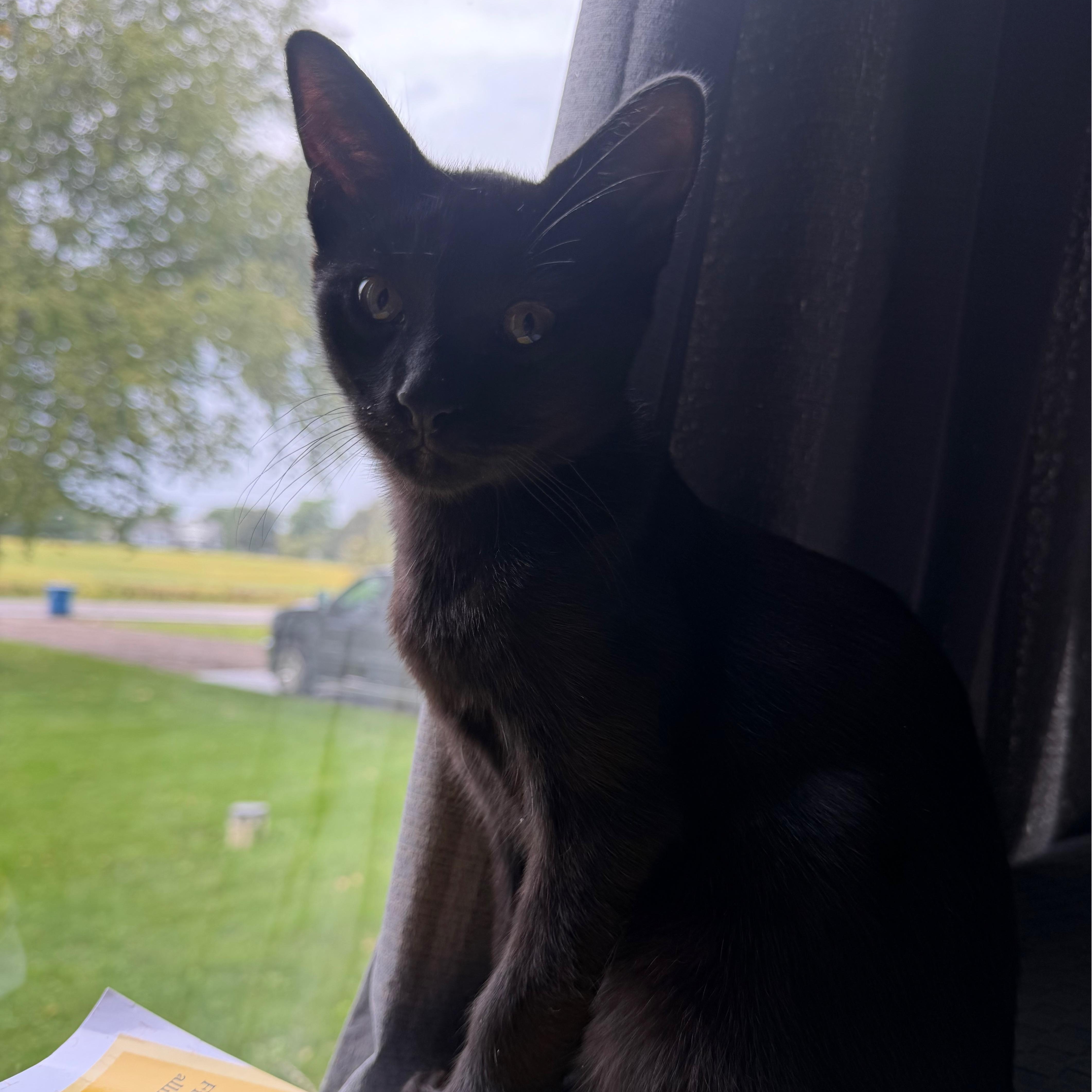 A baby small-sized male Black Domestic Short Hair cat named Brooks for adoption in Holly, MI