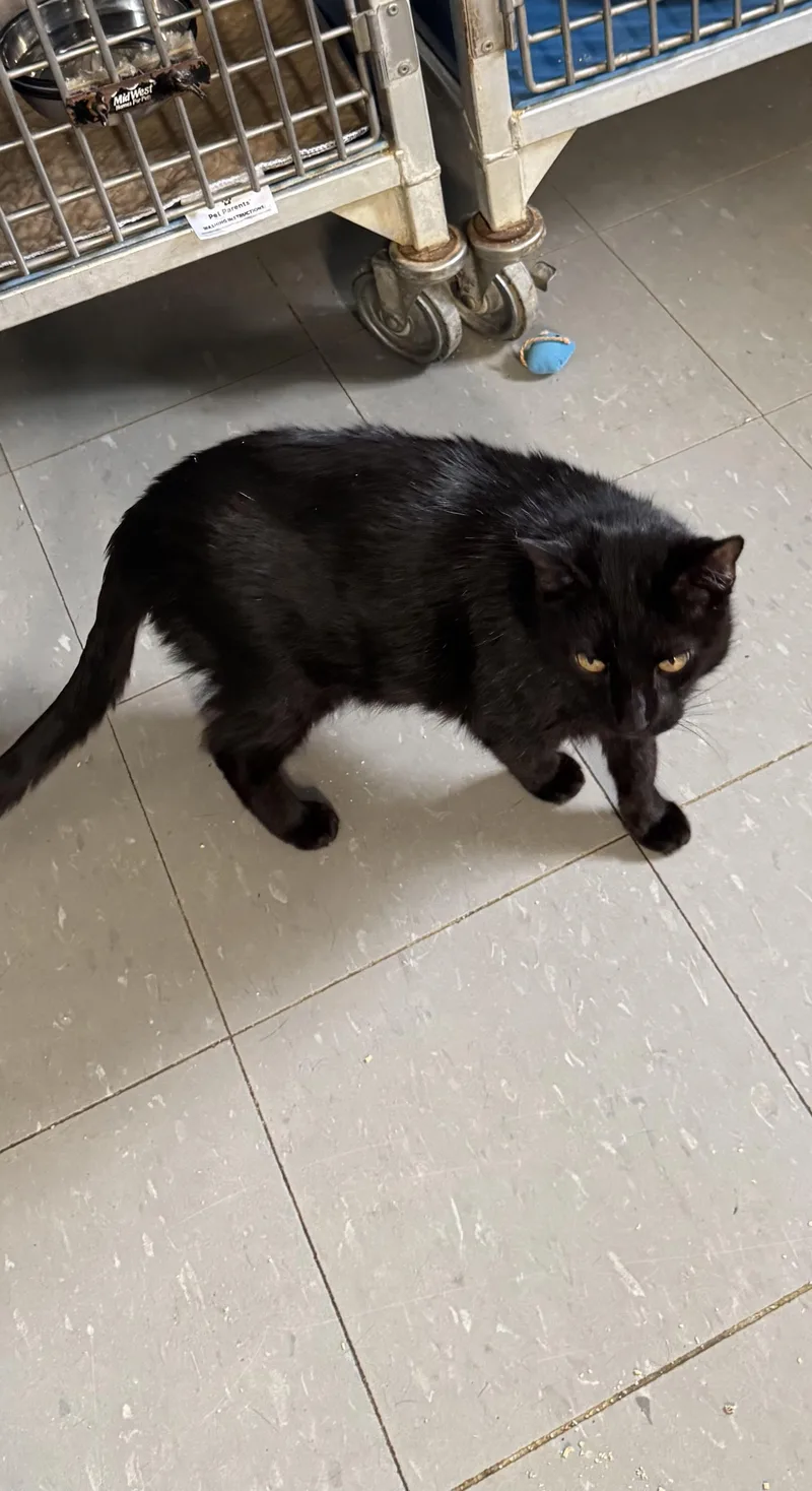 A senior large-sized male Black Domestic Short Hair cat named Blackie T for adoption in Hoopeston, IL