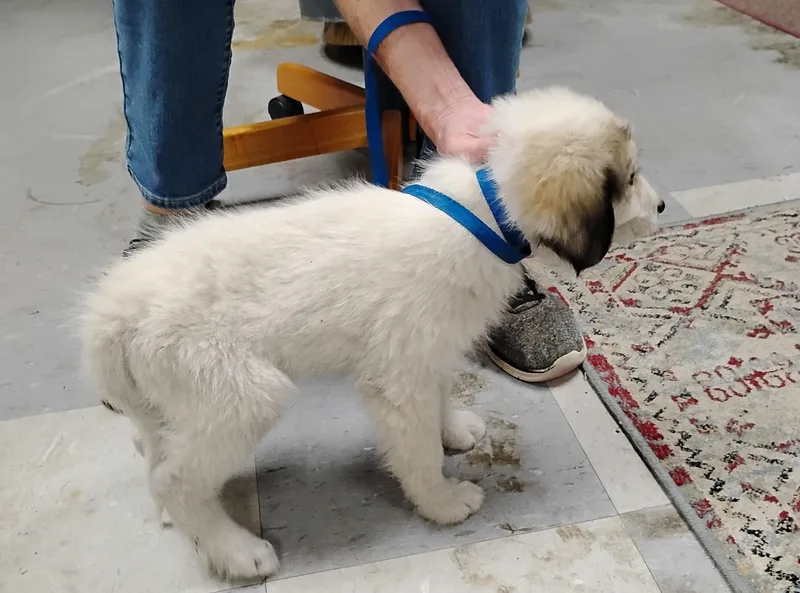 A baby medium-sized female Great Pyrenees dog named Tiny for adoption in Sulphur, OK