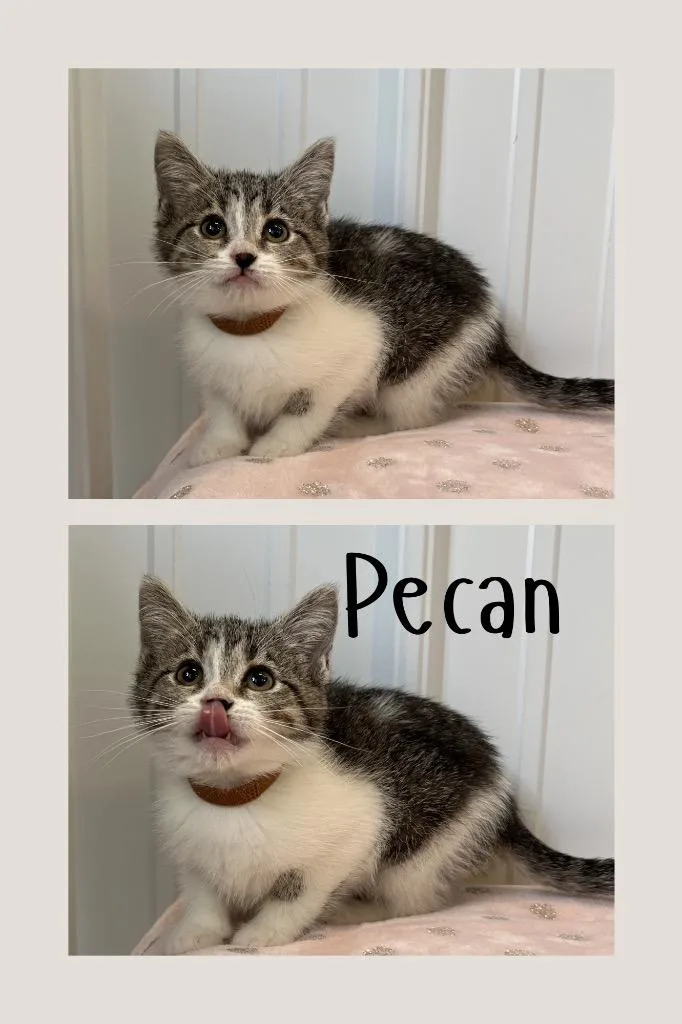 A baby medium-sized female Domestic Short Hair cat named Pecan for adoption in Pierceton, IN