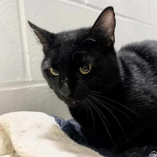 A young medium-sized male Black Domestic Short Hair cat named Frodo for adoption in Jackson, MI