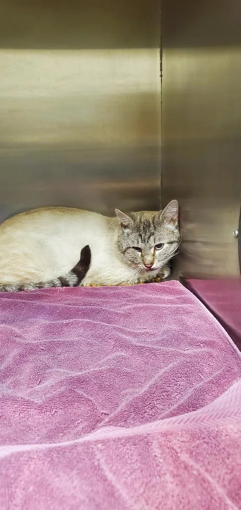 A young medium-sized male Siamese cat named Tom for adoption in Great Bend, KS