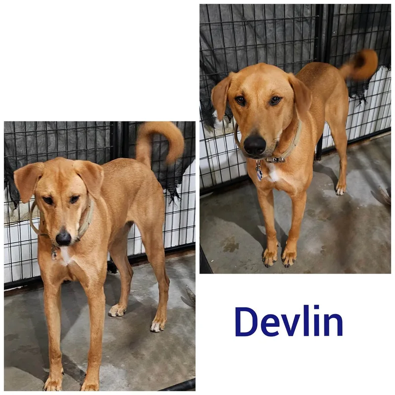 Devlin
