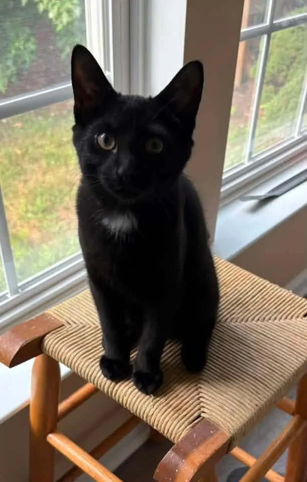 A baby medium-sized male Black Domestic Short Hair cat named Buster Brown for adoption in Breinigsville, PA