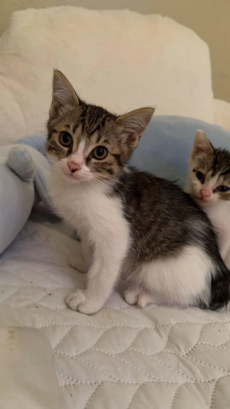 A baby medium-sized female Tabby cat named Congaree for adoption in Wesley Chapel, FL