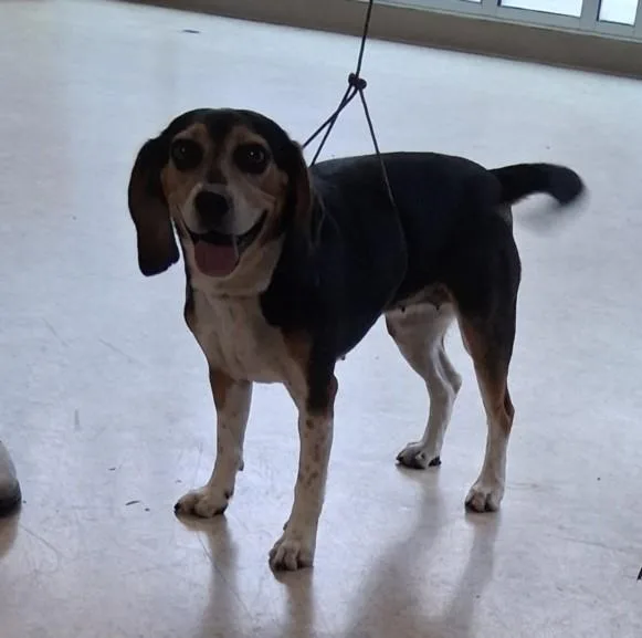 An adult medium-sized female Beagle dog named Pearl for adoption in San Pedro, CA