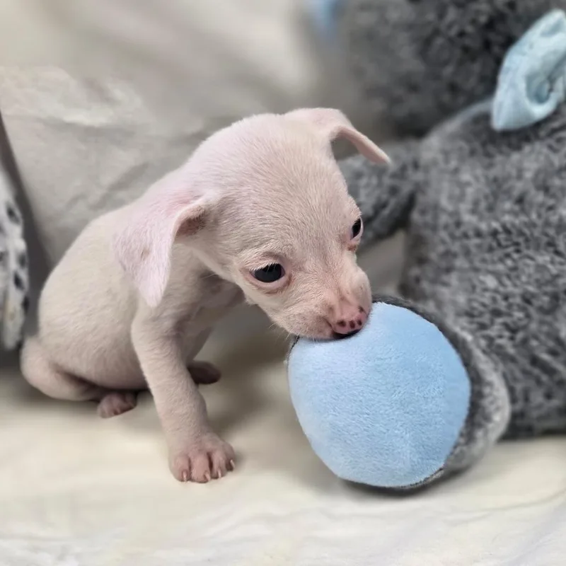 Butterscotch thumbnail 3