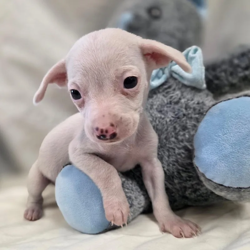 Butterscotch thumbnail 4