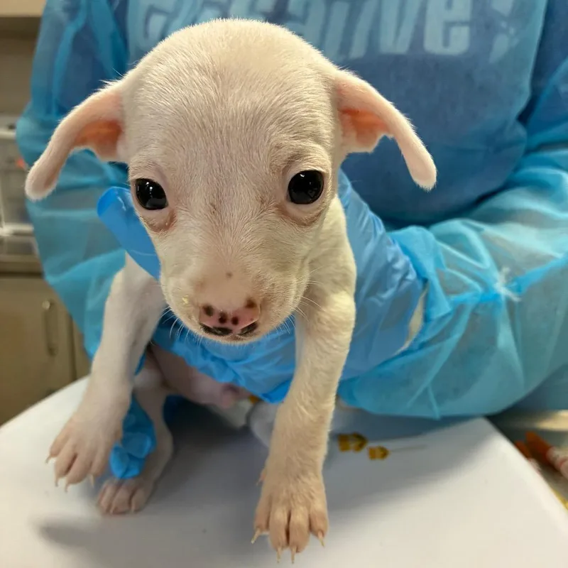 Butterscotch thumbnail 5