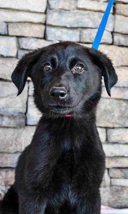 A baby large-sized female Labrador Retriever dog named Obsidian for adoption in Yakima, WA