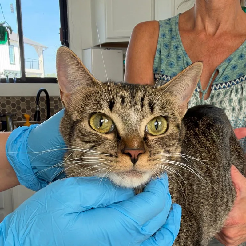 A young medium-sized female Gray / Blue / Silver Domestic Short Hair cat named Maisie for adoption in Chapel Hill, NC