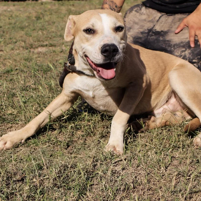 A young medium-sized male Golden Labrador Retriever dog named Sandler Jum for adoption in Austin, TX