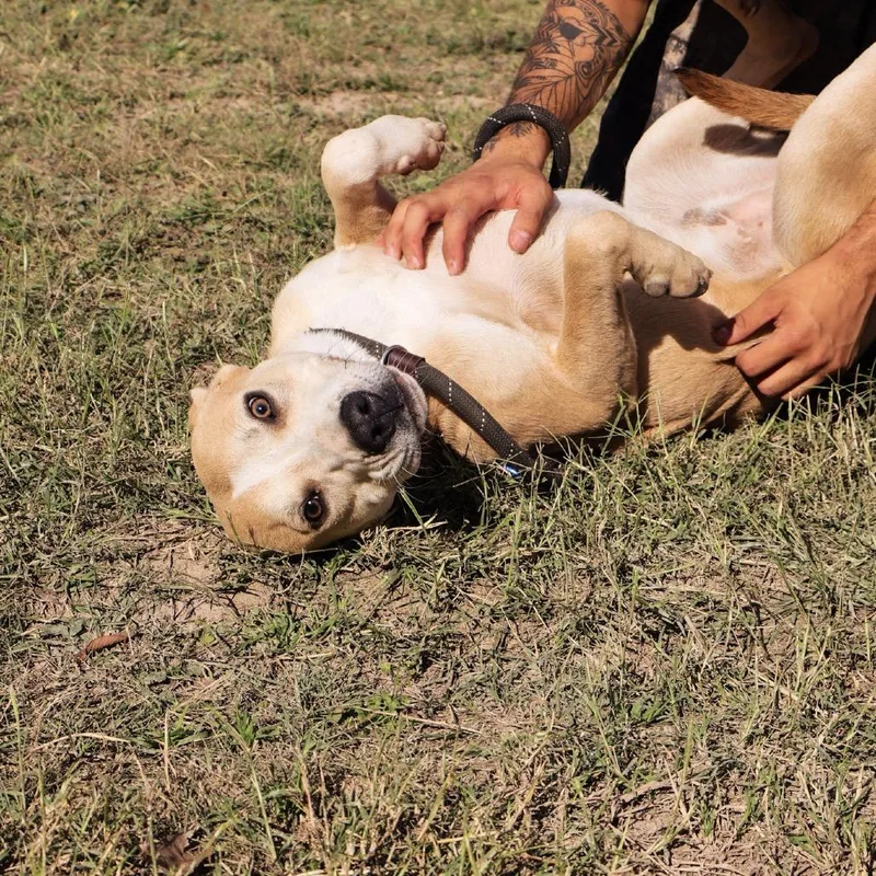 Sandler Jum thumbnail 2