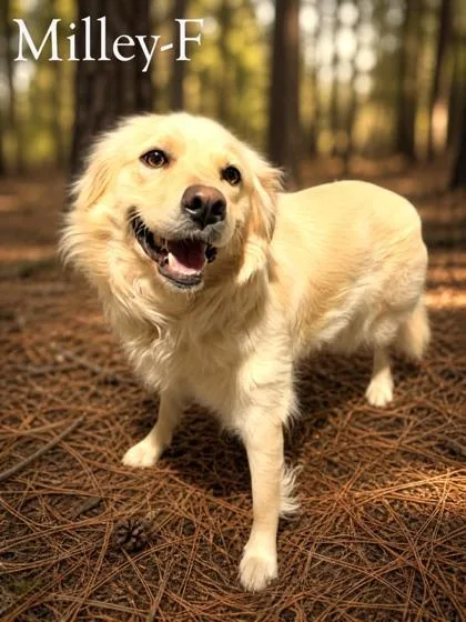 An adult medium-sized female Golden Retriever dog named Milley for adoption in Guntersville, AL