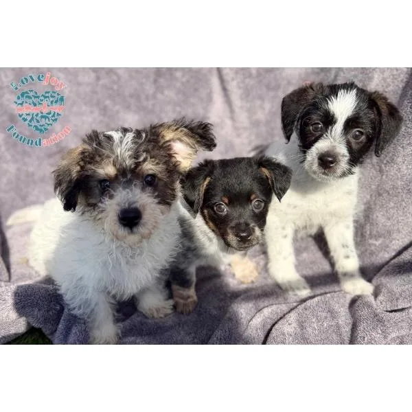 A baby small-sized male Tricolor (Brown, Black, & White) Schnoodle dog named Cookie Dough Litter for adoption in Inglewood, CA