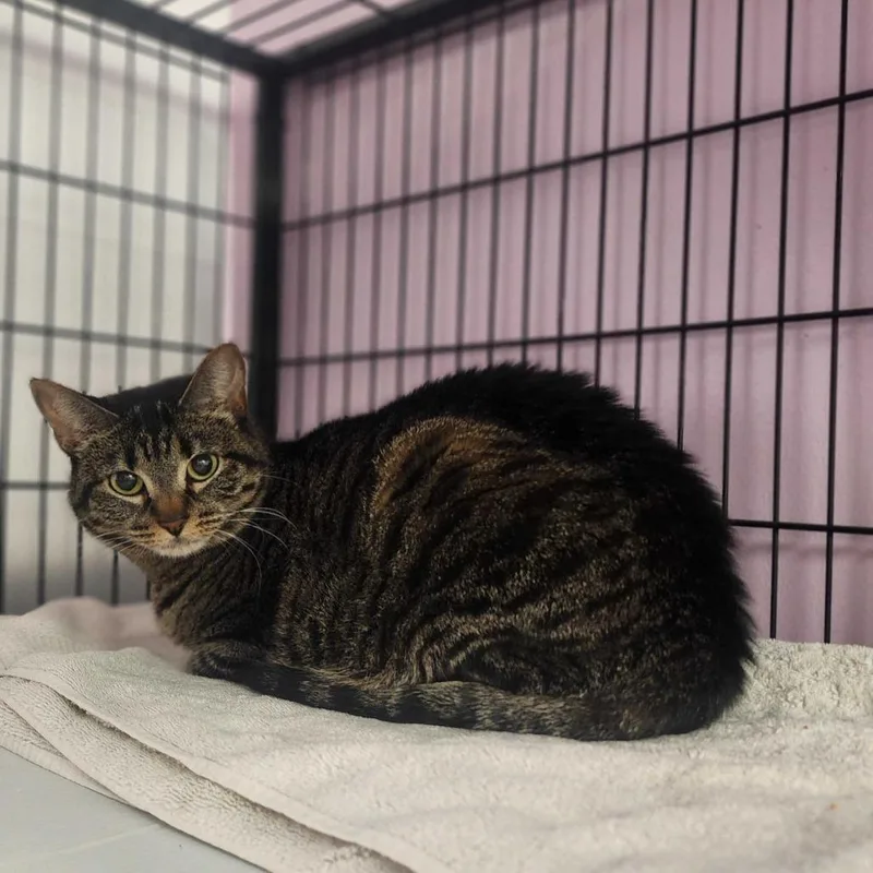 An adult medium-sized female Brown / Chocolate Domestic Short Hair cat named Snuggles for adoption in Davenport, IA